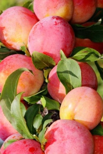 Слива домашня ‘Персикова’|Prunus domestica ‘Persykova’|Слива домашняя ‘Персиковая’